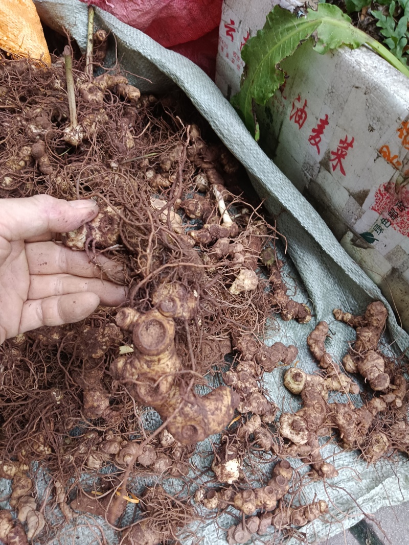 纯野生的多花黄精，统货大小都有，小的偏多