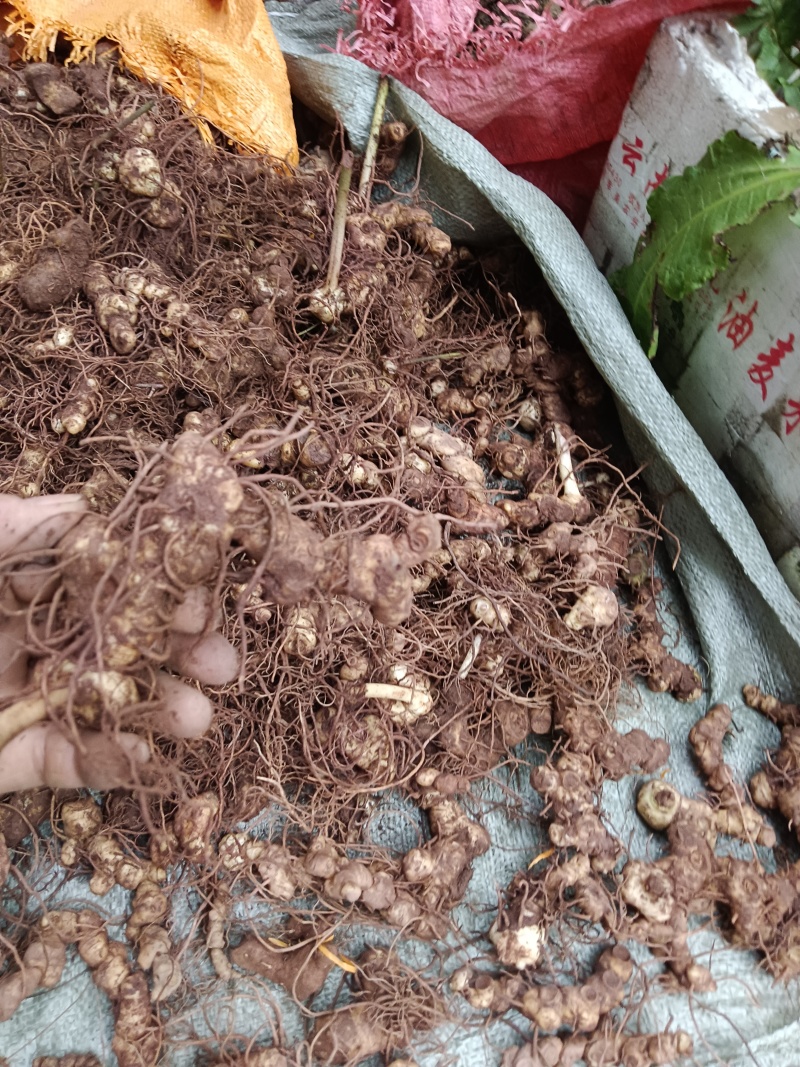 纯野生的多花黄精，统货大小都有，小的偏多