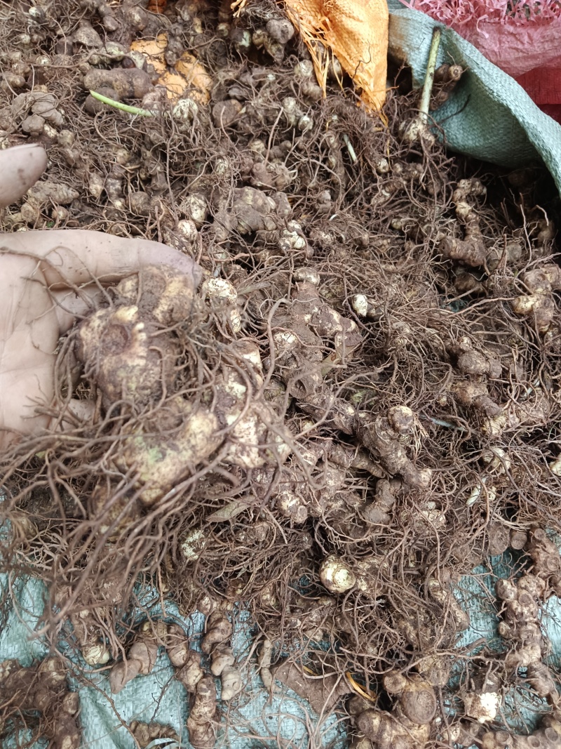 纯野生的多花黄精，统货大小都有，小的偏多