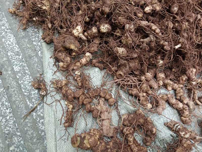 纯野生的多花黄精，统货大小都有，小的偏多