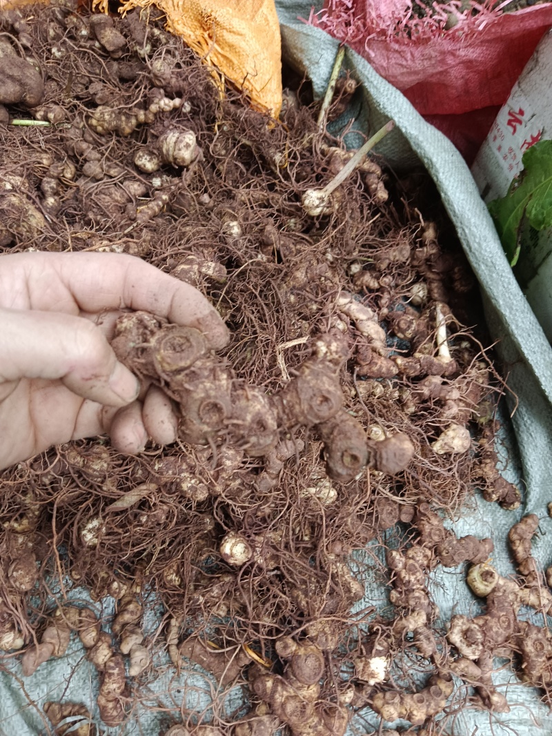 纯野生的多花黄精，统货大小都有，小的偏多