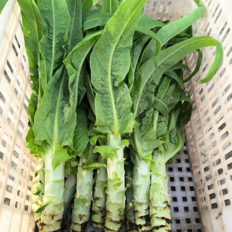 久香耐热尖叶香莴笋种子四季高温早熟青皮绿肉莴笋蔬菜种子