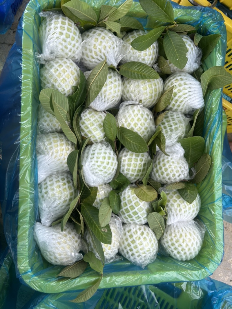 番石榴芭乐专业代办