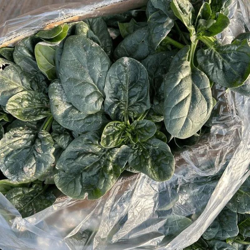 夏播**菠菜种子抗热抗高温越夏耐抽苔抗病大圆叶菠菜种籽