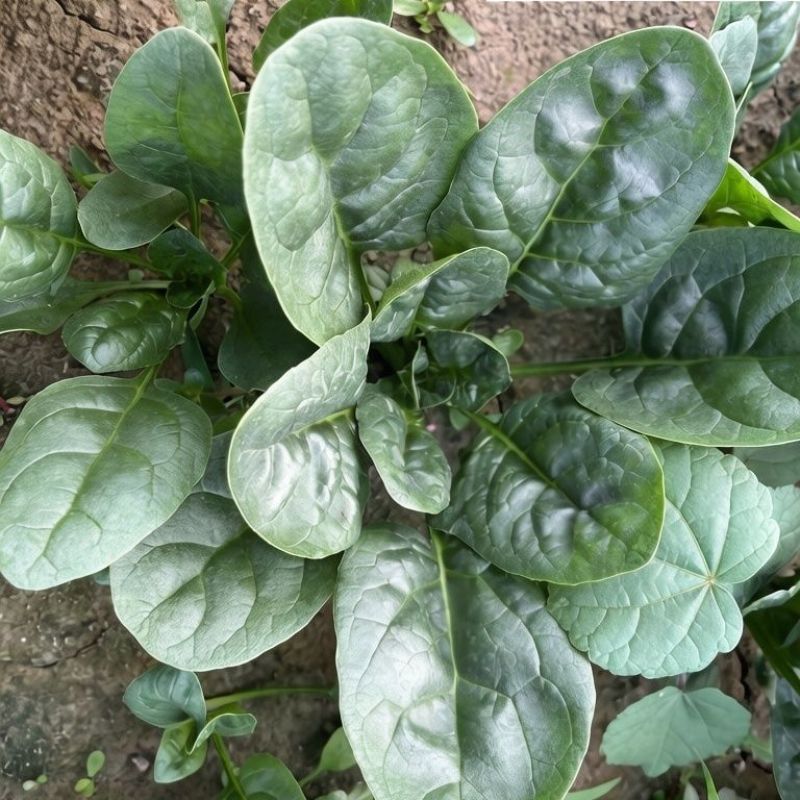 夏播**菠菜种子抗热抗高温越夏耐抽苔抗病大圆叶菠菜种籽