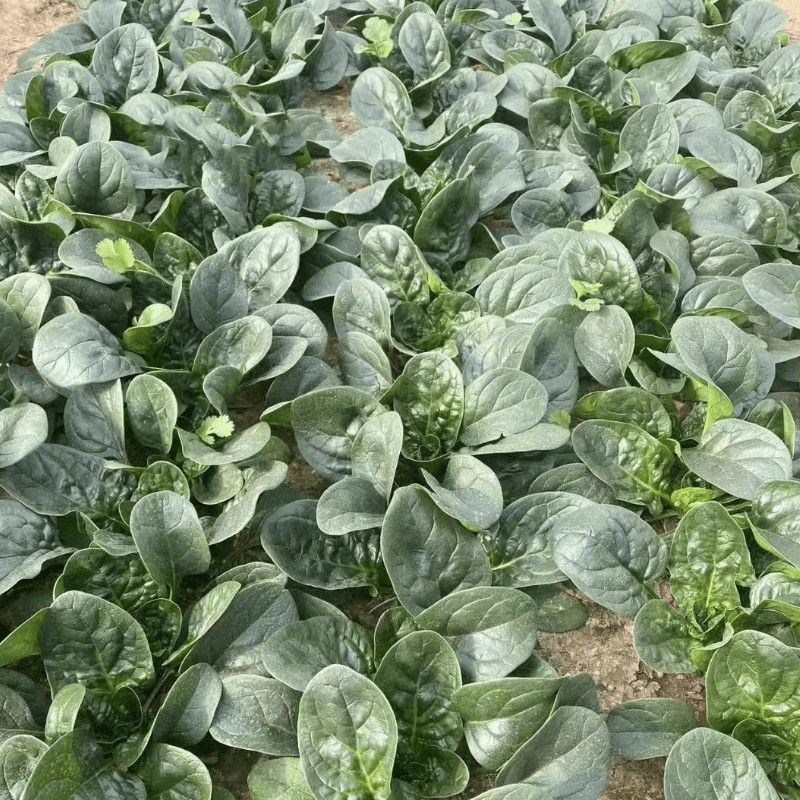 豫艺黑优M55菠菜种子高产耐低温耐热黑圆叶直立菠菜种籽