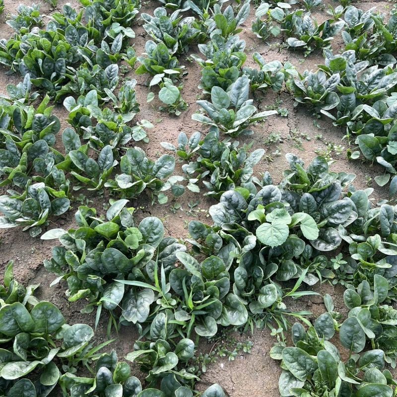 豫艺黑优M55菠菜种子高产耐低温耐热黑圆叶直立菠菜种籽
