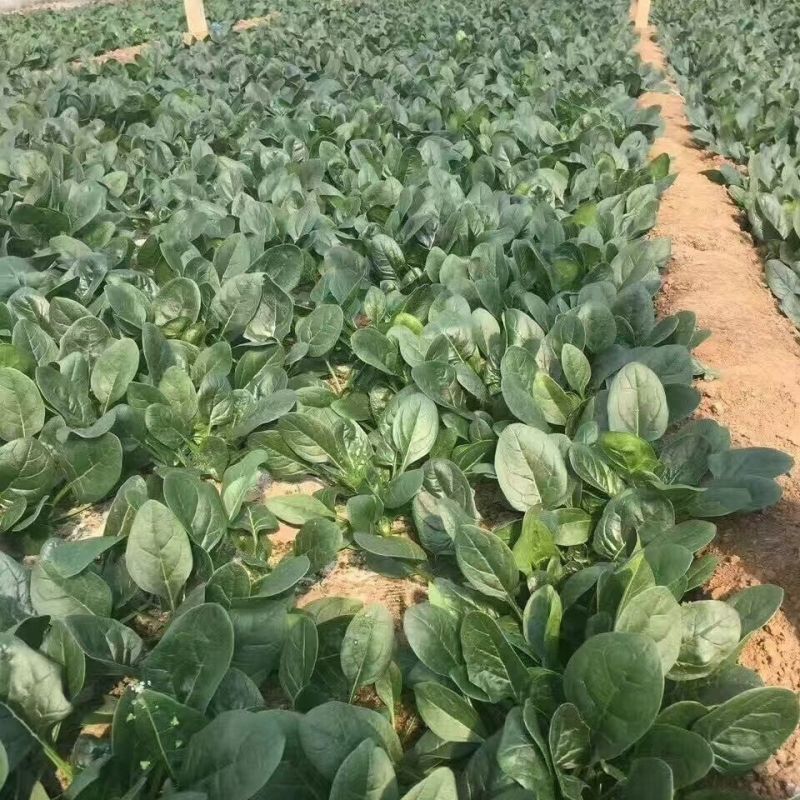 豫艺黑优M55菠菜种子高产耐低温耐热黑圆叶直立菠菜种籽