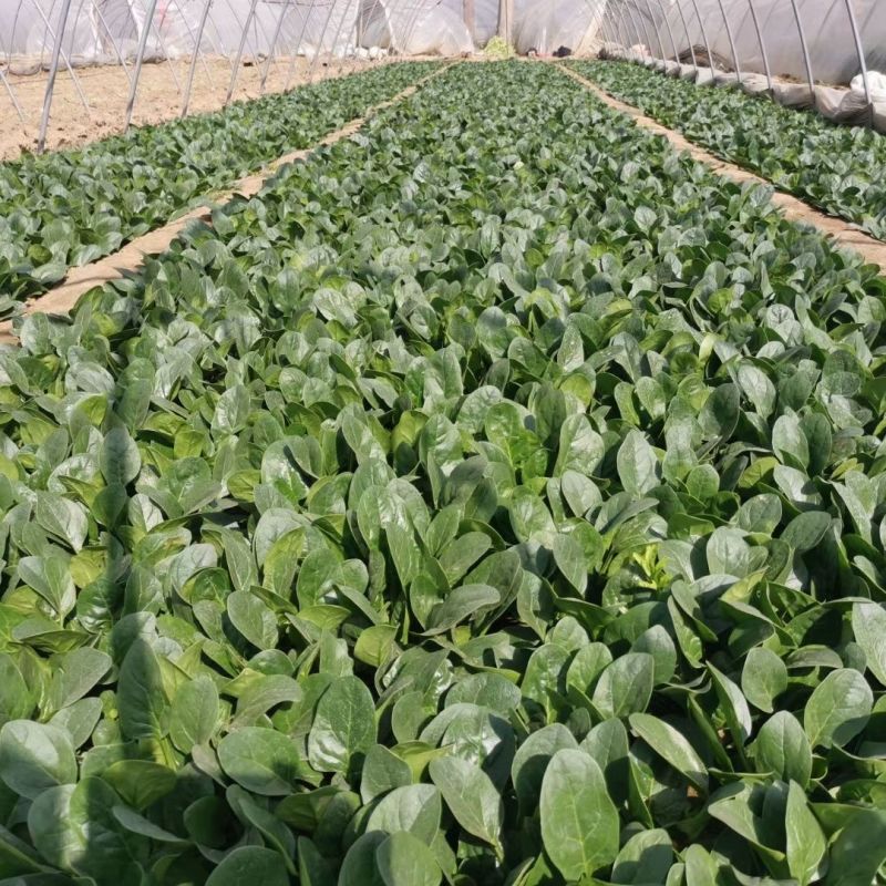 豫艺黑优M55菠菜种子高产耐低温耐热黑圆叶直立菠菜种籽