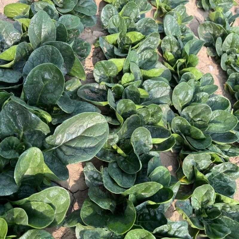 豫艺黑优M55菠菜种子高产耐低温耐热黑圆叶直立菠菜种籽