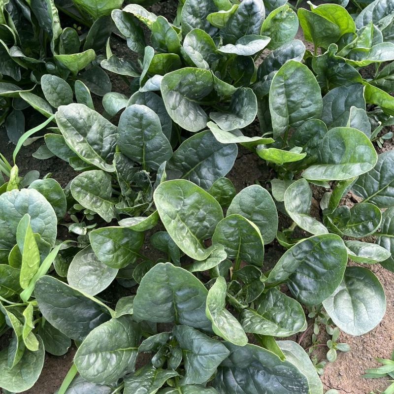 豫艺黑优M55菠菜种子高产耐低温耐热黑圆叶直立菠菜种籽