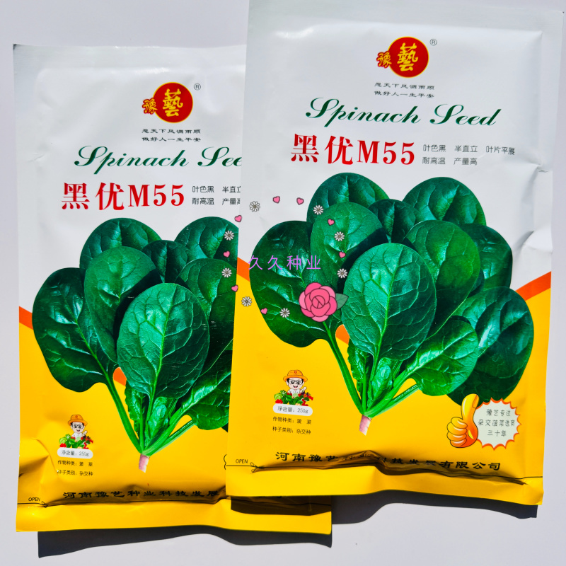 豫艺黑优M55菠菜种子高产耐低温耐热黑圆叶直立菠菜种籽