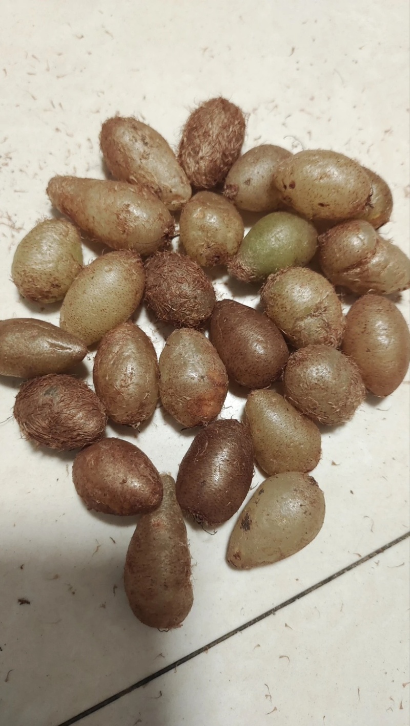肾蕨果/石黄皮