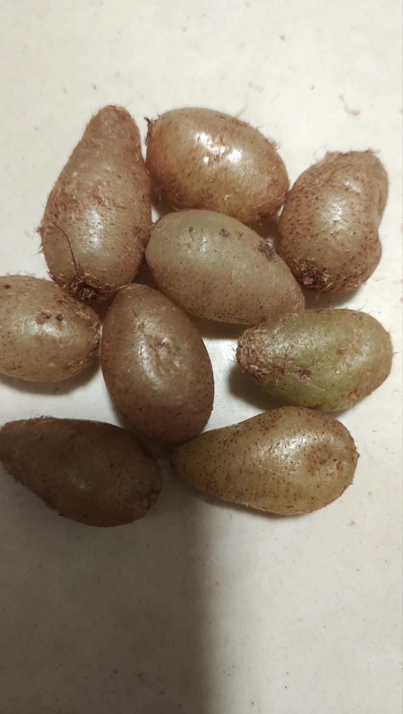 肾蕨果/石黄皮