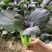 申萌紫冠205小油菜种子优质早熟高产耐热抗病商品性佳