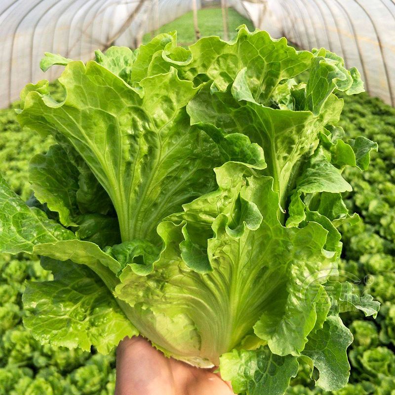 德高惊鸿生菜种子耐湿热高脚直立紧凑抗逆耐抽苔基地大田用种