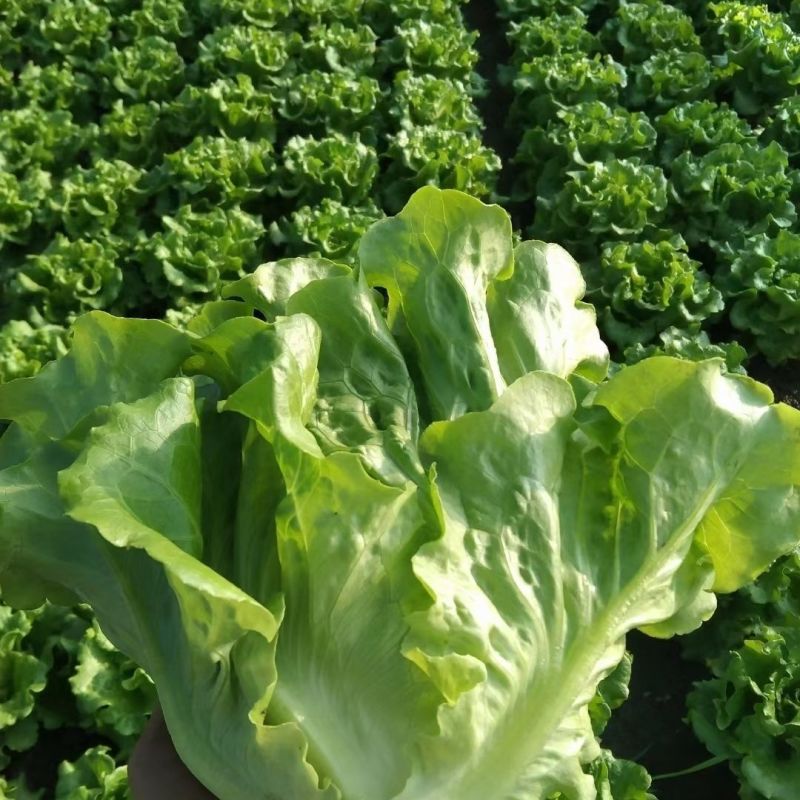 德高惊鸿生菜种子耐湿热高脚直立紧凑抗逆耐抽苔基地大田用种
