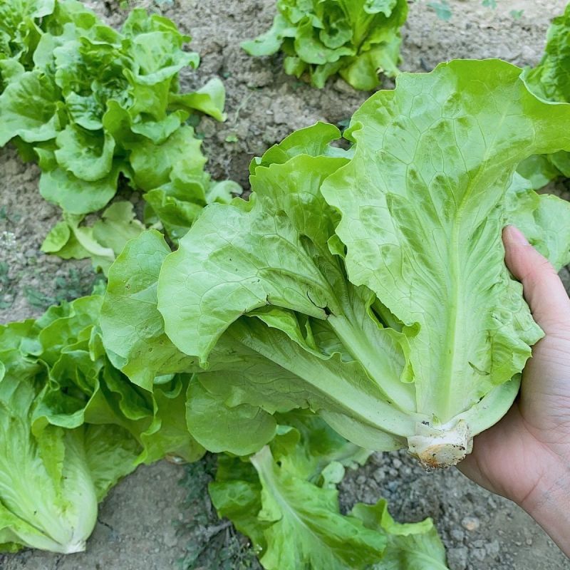 德高惊鸿生菜种子耐湿热高脚直立紧凑抗逆耐抽苔基地大田用种