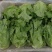 德高惊鸿生菜种子耐湿热高脚直立紧凑抗逆耐抽苔基地大田用种