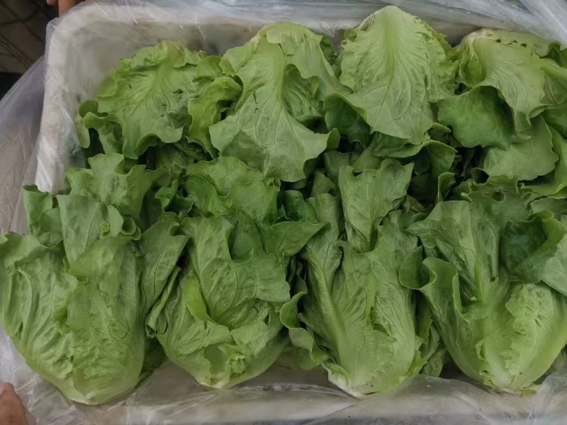 德高惊鸿生菜种子耐湿热高脚直立紧凑抗逆耐抽苔基地大田用种
