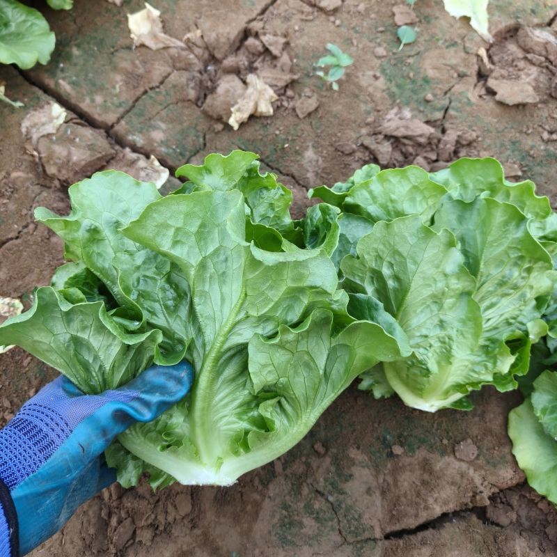 德高惊鸿生菜种子耐湿热高脚直立紧凑抗逆耐抽苔基地大田用种