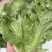 德高惊鸿生菜种子耐湿热高脚直立紧凑抗逆耐抽苔基地大田用种