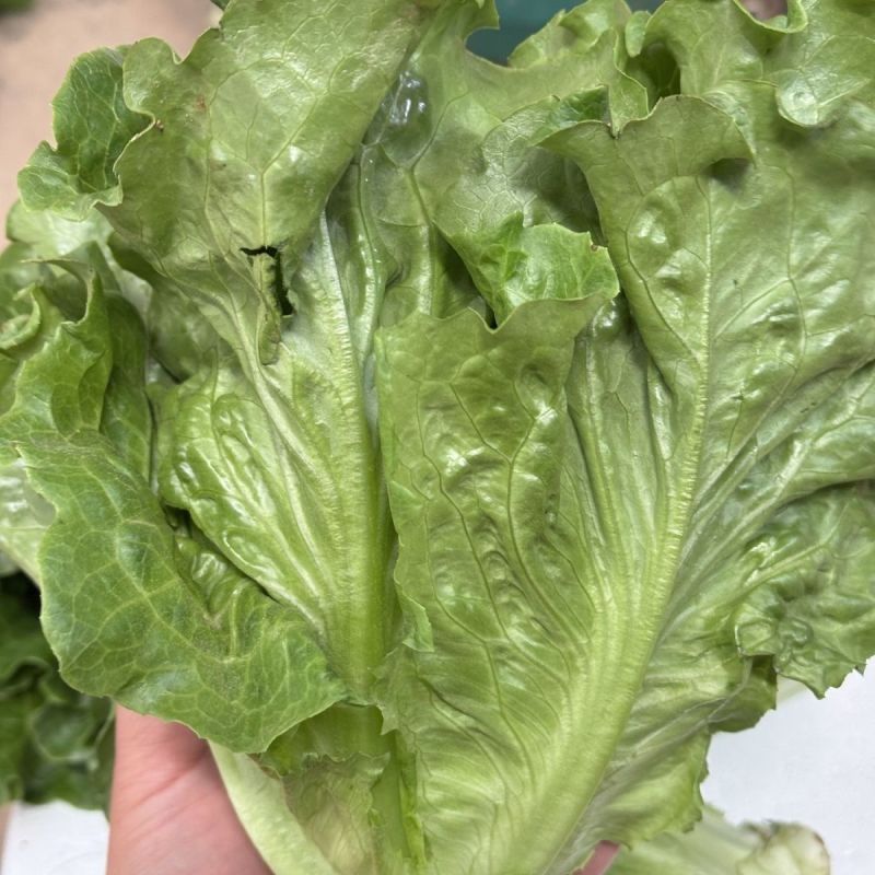 德高惊鸿生菜种子耐湿热高脚直立紧凑抗逆耐抽苔基地大田用种
