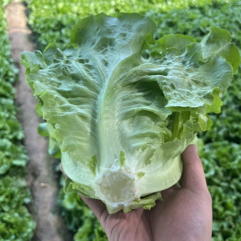 德高惊鸿生菜种子耐湿热高脚直立紧凑抗逆耐抽苔基地大田用种