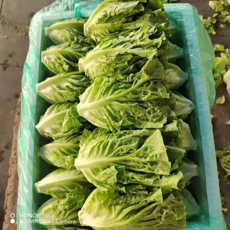德高惊鸿生菜种子耐湿热高脚直立紧凑抗逆耐抽苔基地大田用种