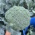 耐寒优秀西兰花种子一代交配蘑菇型青菜籽春秋季播阳台盆栽