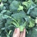 耐寒优秀西兰花种子一代交配蘑菇型青菜籽春秋季播阳台盆栽