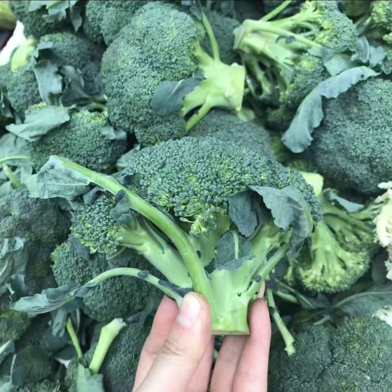 耐寒优秀西兰花种子一代交配蘑菇型青菜籽春秋季播阳台盆栽