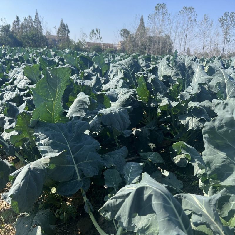 耐寒优秀西兰花种子一代交配蘑菇型青菜籽春秋季播阳台盆栽