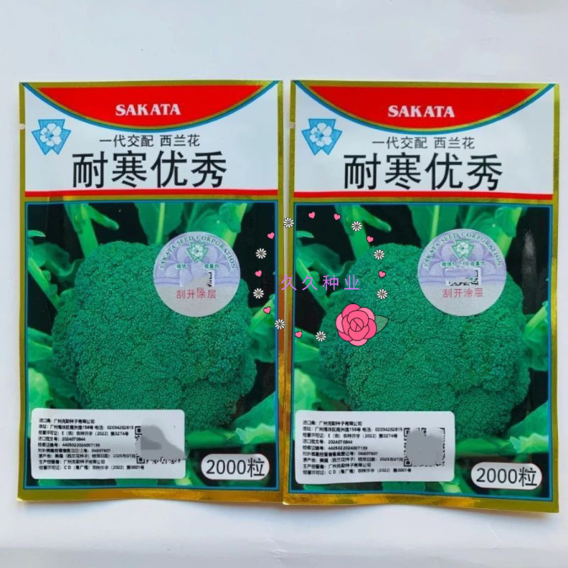 耐寒优秀西兰花种子一代交配蘑菇型青菜籽春秋季播阳台盆栽