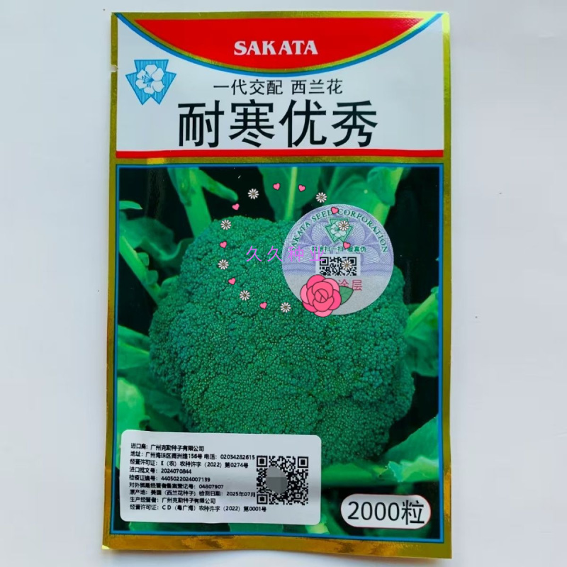 耐寒优秀西兰花种子一代交配蘑菇型青菜籽春秋季播阳台盆栽