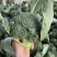 耐寒优秀西兰花种子一代交配蘑菇型青菜籽春秋季播阳台盆栽