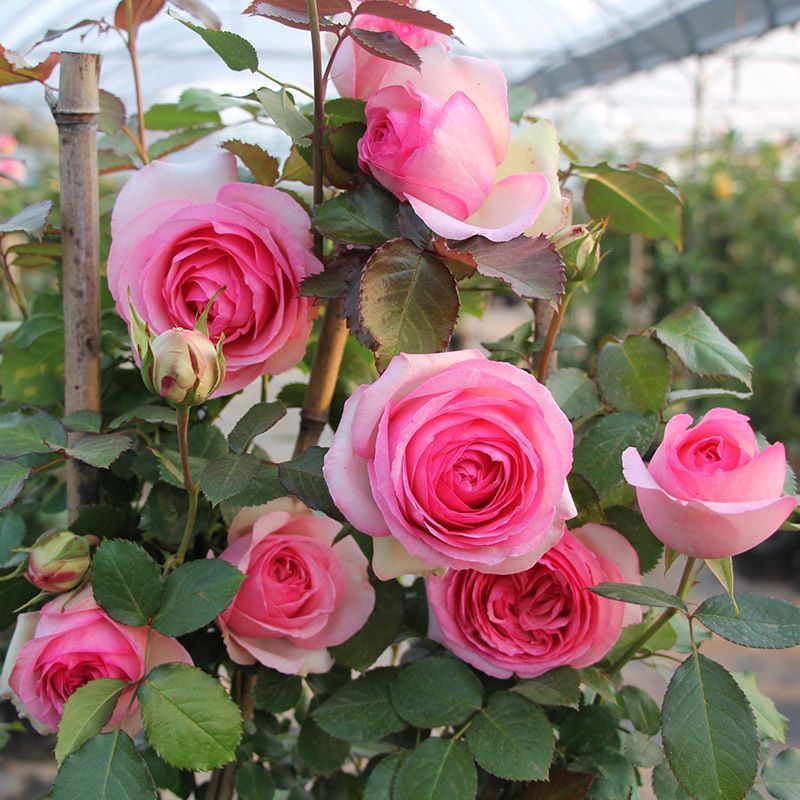 藤本月季苗，藤本月季，爬藤月季，适合拱门花墙花柱庭院别墅