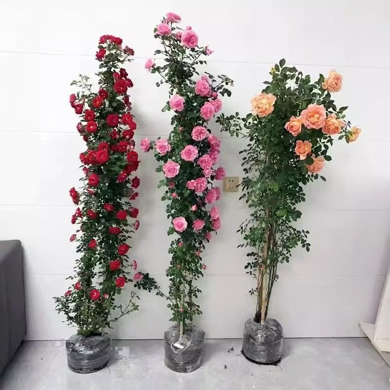 藤本月季苗，藤本月季，爬藤月季，适合拱门花墙花柱庭院别墅