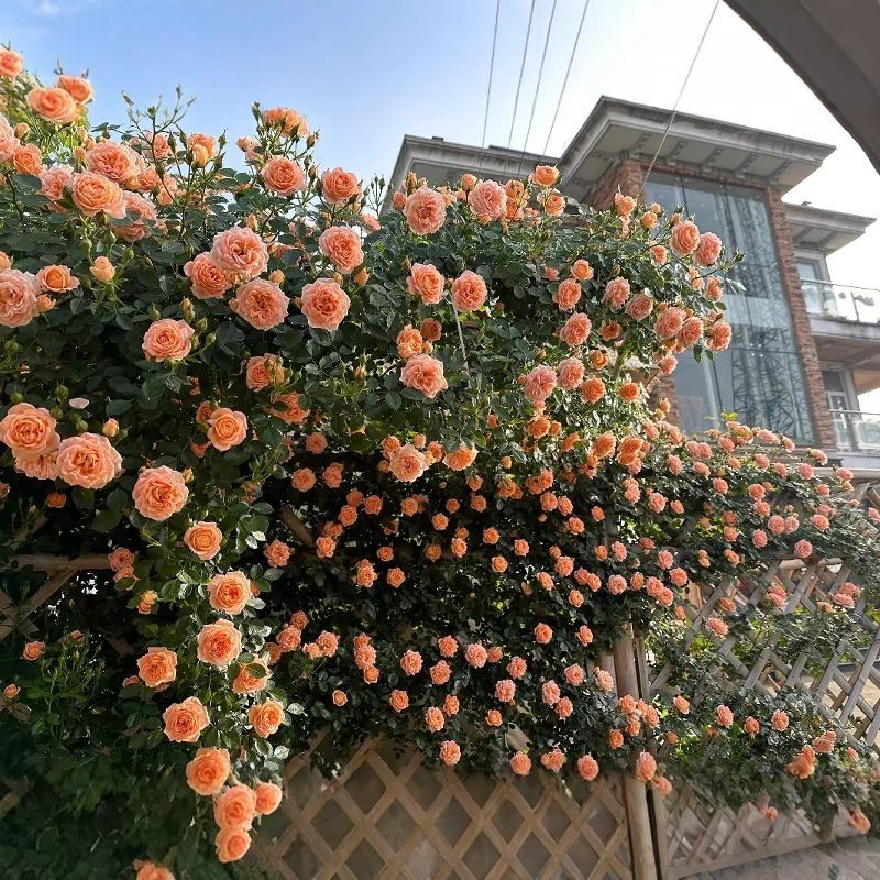 藤本月季苗，藤本月季，爬藤月季，适合拱门花墙花柱庭院别墅