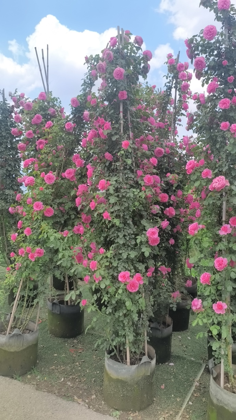 藤本月季苗，藤本月季，爬藤月季，适合拱门花墙花柱庭院别墅
