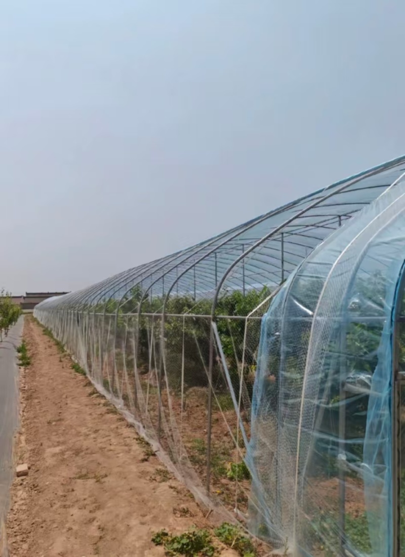 二手大棚西瓜大棚蔬菜大棚羊肚菌大棚日光温室二手大棚骨架