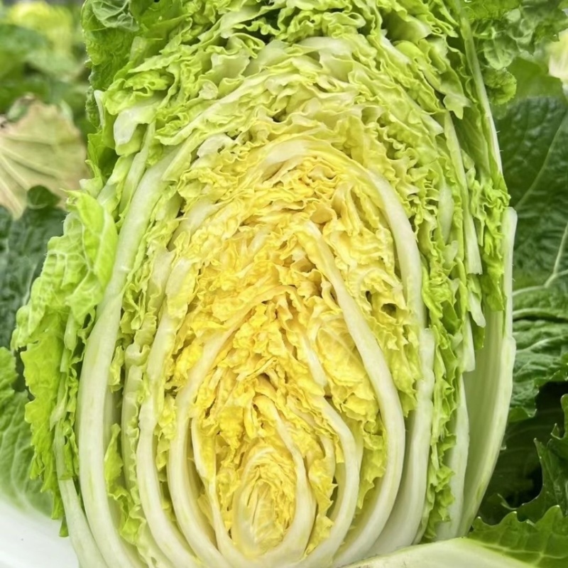 山东莘县大白菜当天采摘源头直供