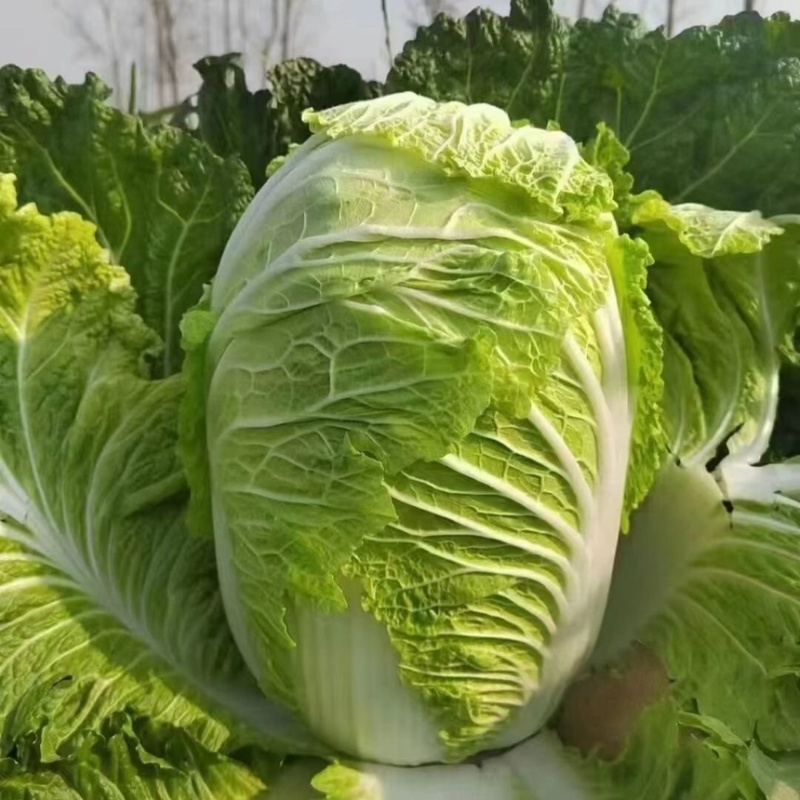 山东莘县大白菜当天采摘源头直供