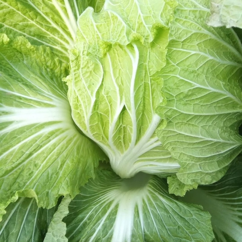 山东莘县大白菜当天采摘源头直供