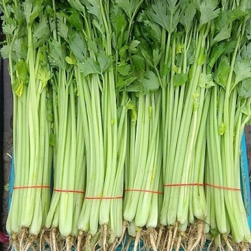 山东香芹源头直供当天采摘中国蔬菜**县