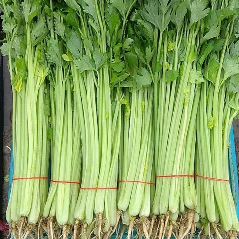 山东香芹源头直供当天采摘中国蔬菜**县