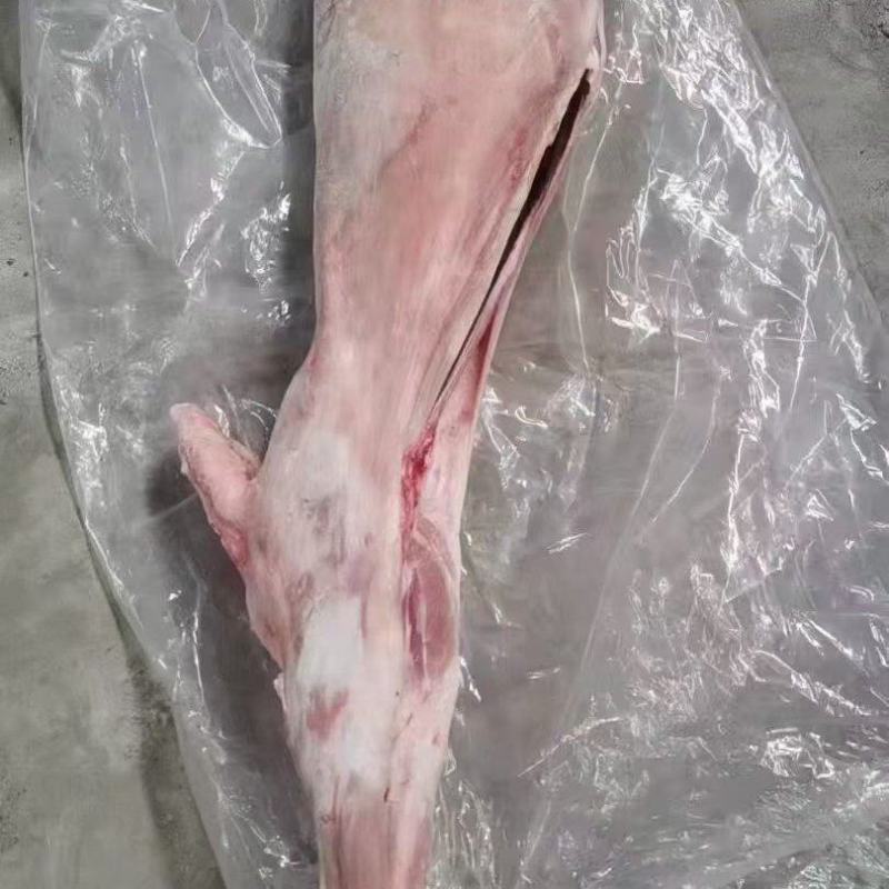 直条羊
