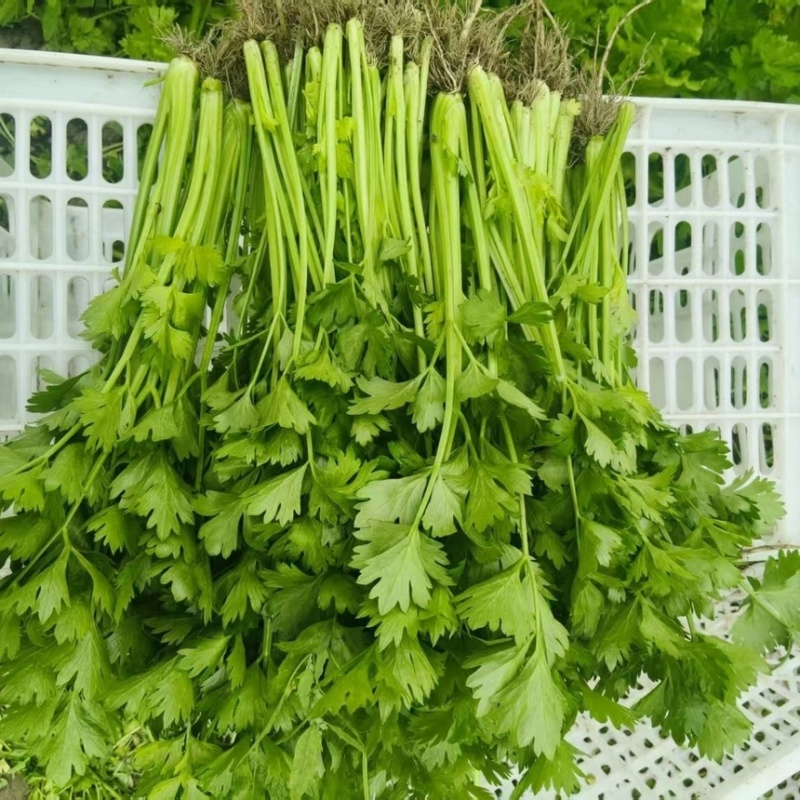 山东香芹源头直供当天采摘中国蔬菜**县