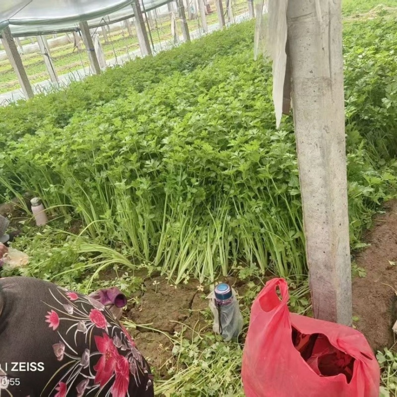 山东香芹源头直供当天采摘中国蔬菜**县