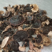 野生黑灵芝